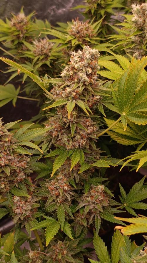 Red Banana Pudding II Marshydro. Week 15