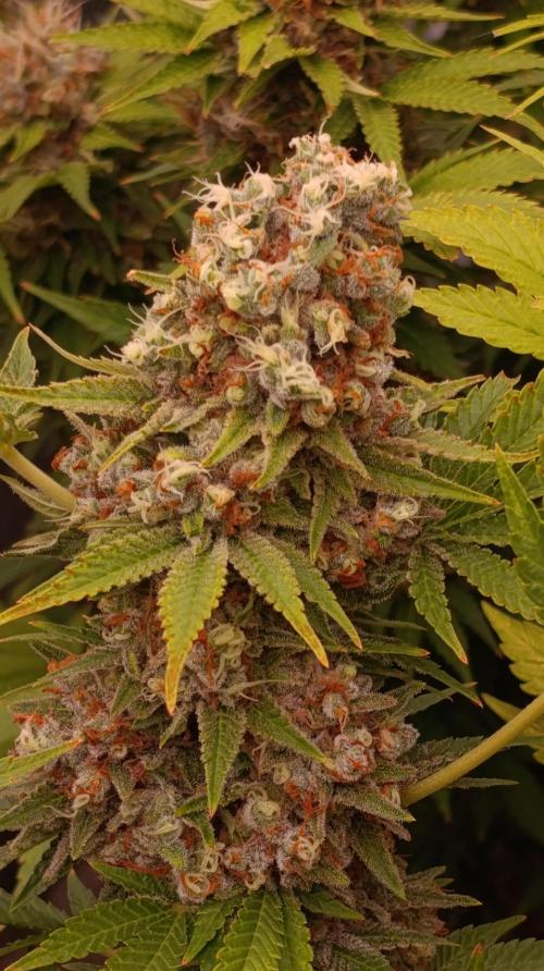 Red Banana Pudding II Marshydro. Week 15