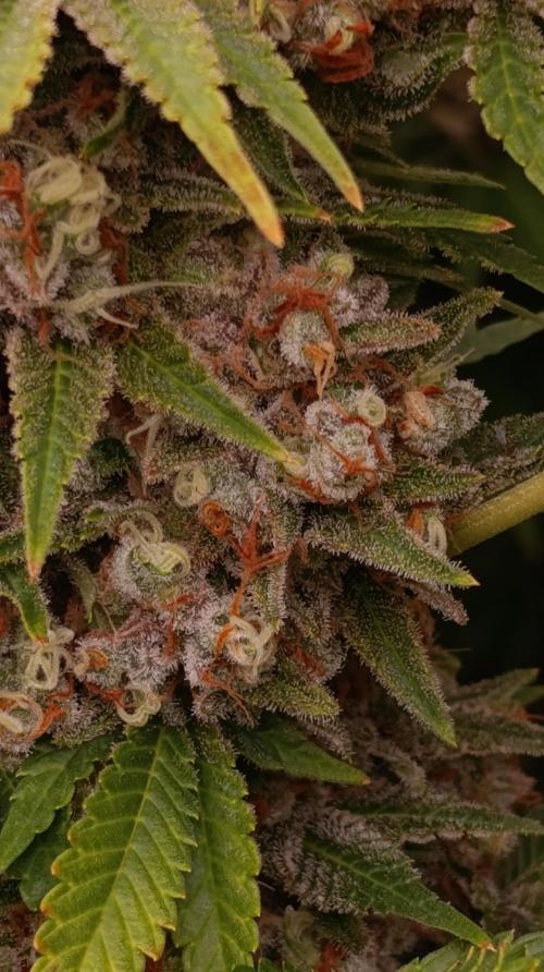 Red Banana Pudding II Marshydro. Week 15