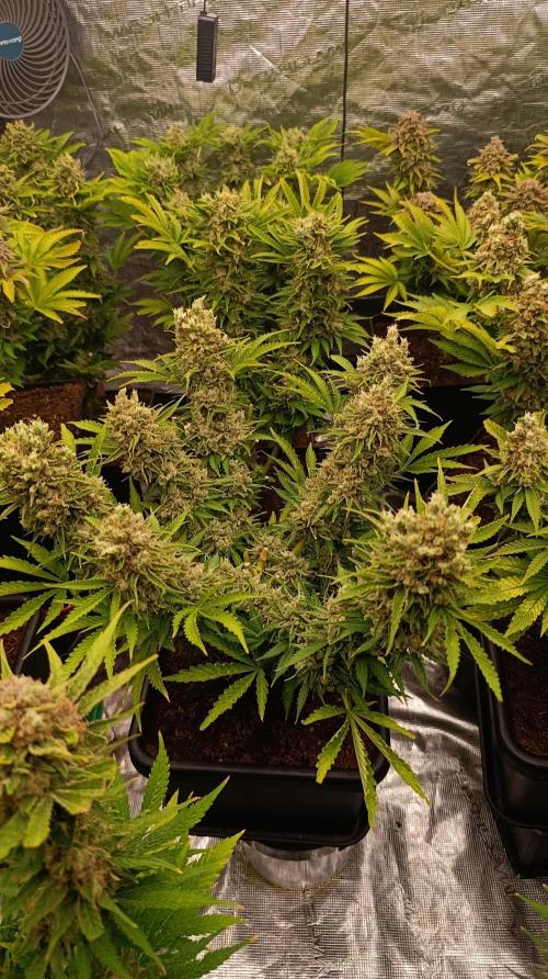 Privileged Baddie Xpertnutrients. Week 15