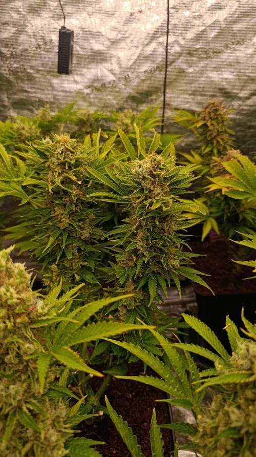 Privileged Baddie Xpertnutrients. Week 15