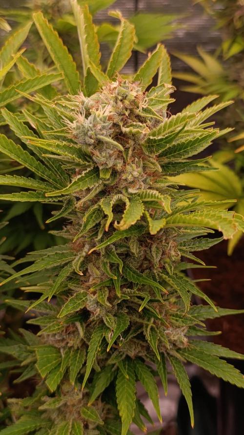 Privileged Baddie Xpertnutrients. Week 15