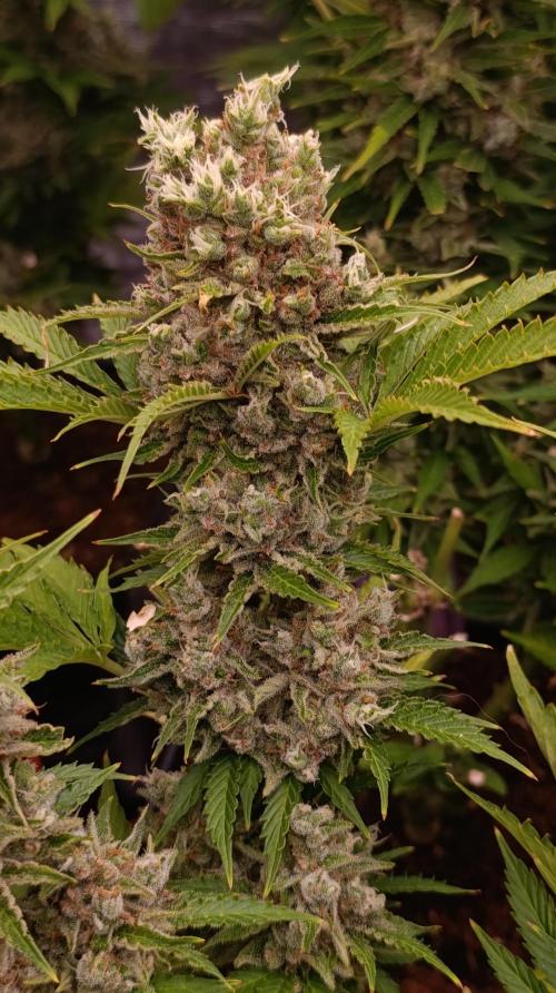 Privileged Baddie Xpertnutrients. Week 15
