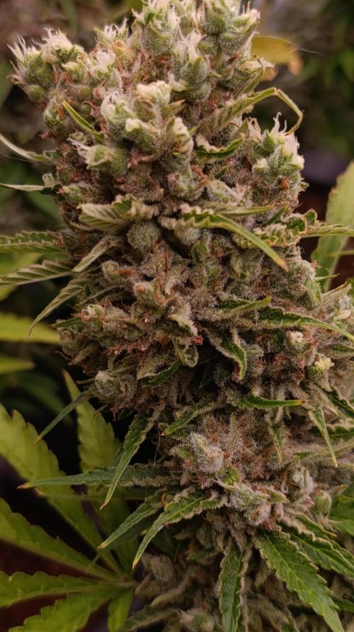 Privileged Baddie Xpertnutrients. Week 15