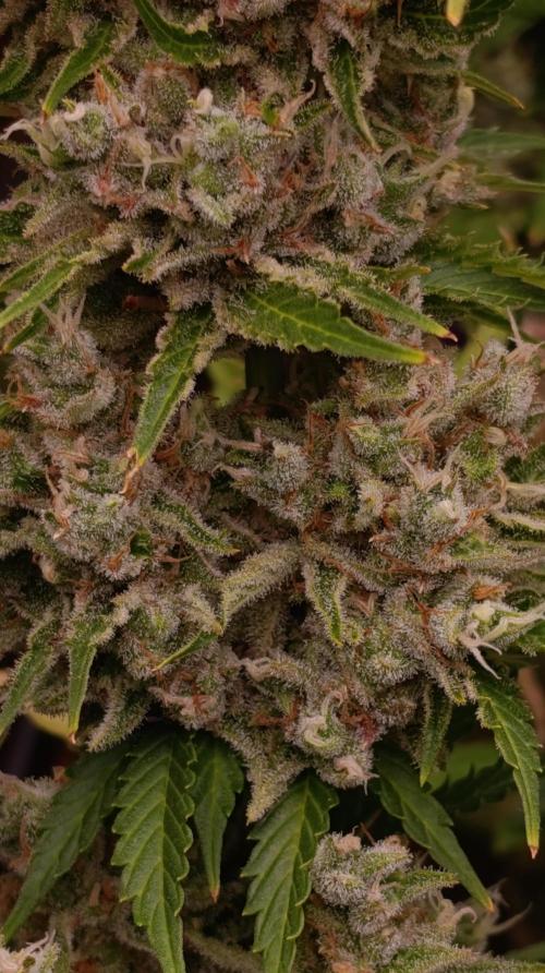 Privileged Baddie Xpertnutrients. Week 15