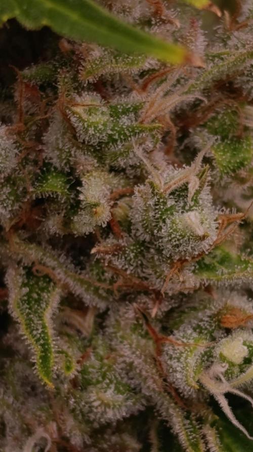 Privileged Baddie Xpertnutrients. Week 15
