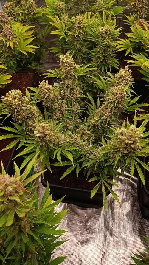 Privileged Baddie Xpertnutrients
