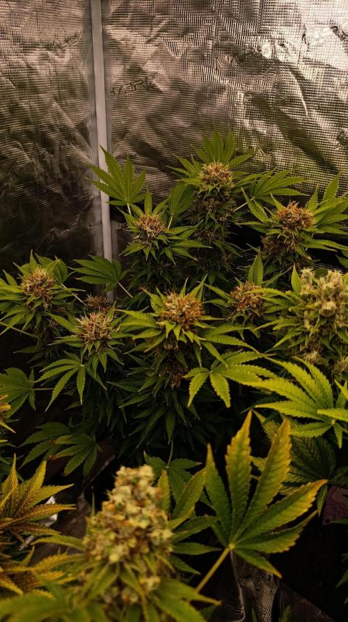 Cali Crasher Marshydro. Week 15