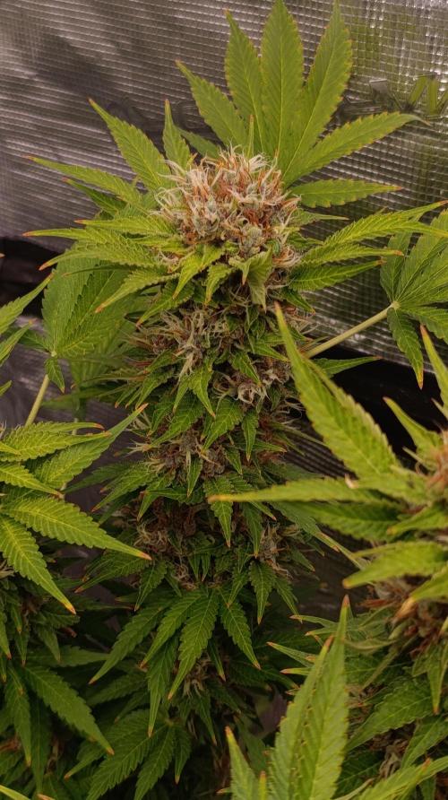 Cali Crasher Marshydro. Week 15