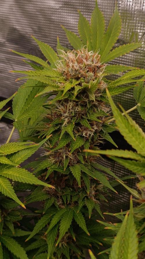 Cali Crasher Marshydro. Week 15