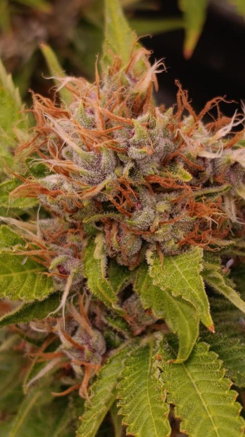 Cali Crasher Marshydro. Week 15
