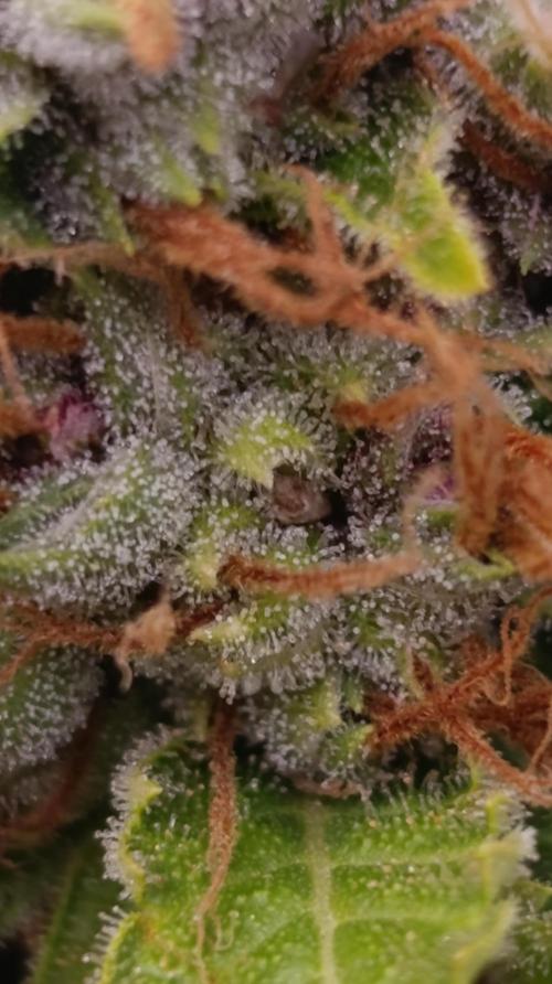 Cali Crasher Marshydro. Week 15