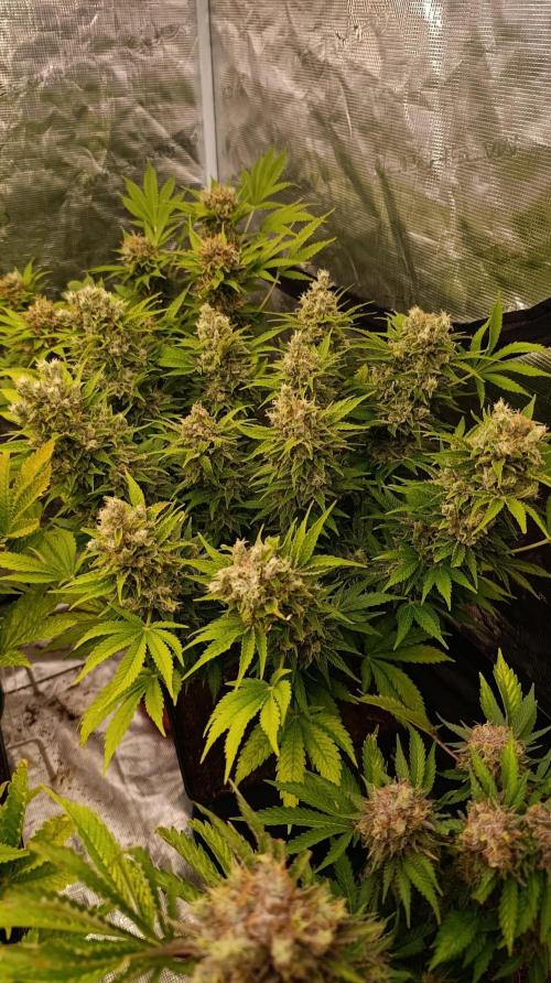 Sour Puffs Xpertnutrients. Week 15