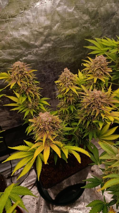 Sour Puffs Xpertnutrients. Week 15