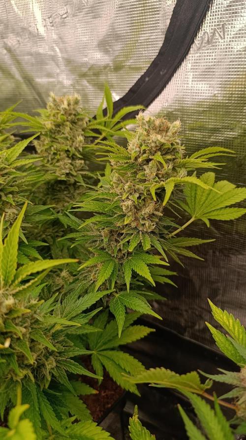 Sour Puffs Xpertnutrients. Week 15