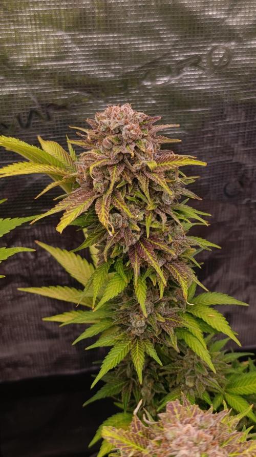 Sour Puffs Xpertnutrients. Week 15