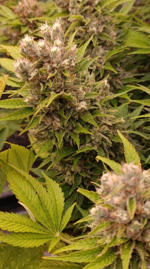Sour Puffs Xpertnutrients. Week 15