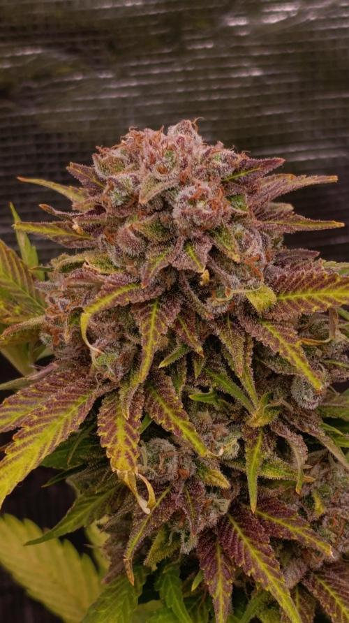 Sour Puffs Xpertnutrients. Week 15