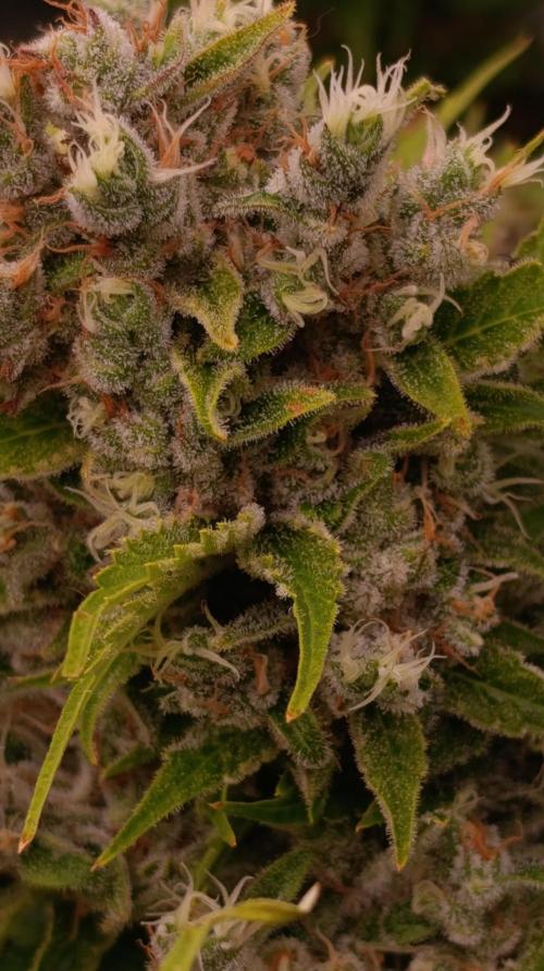 Sour Puffs Xpertnutrients. Week 15