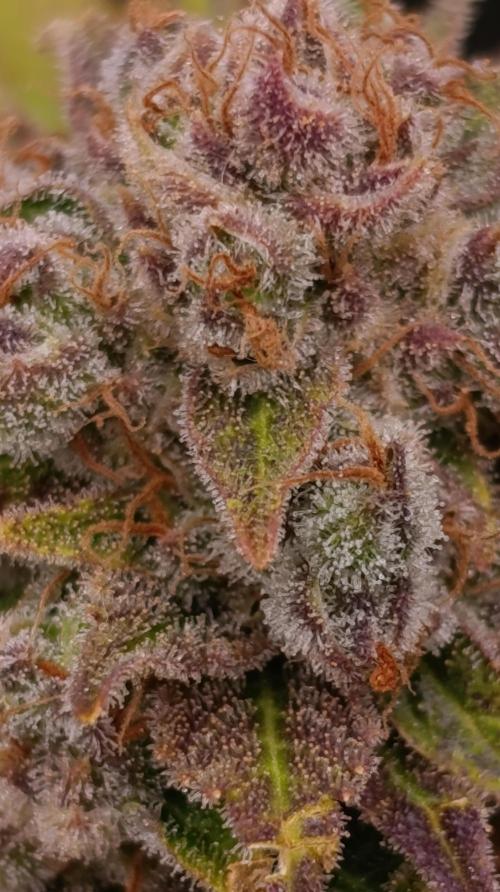 Sour Puffs Xpertnutrients. Week 15