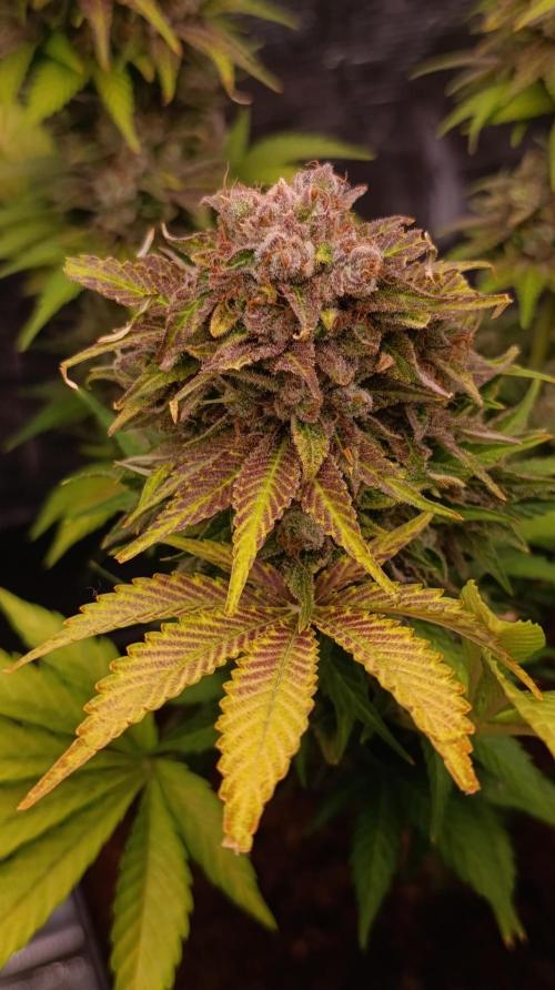 Sour Puffs Xpertnutrients. Week 15