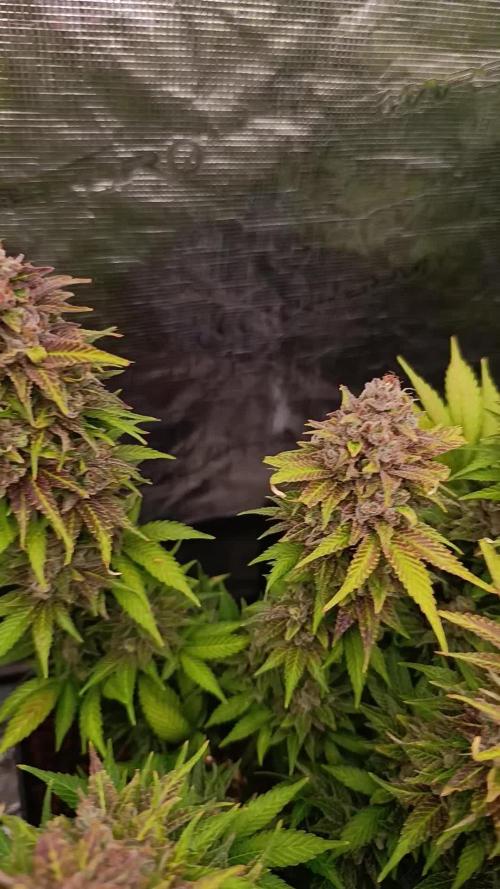 Sour Puffs Xpertnutrients