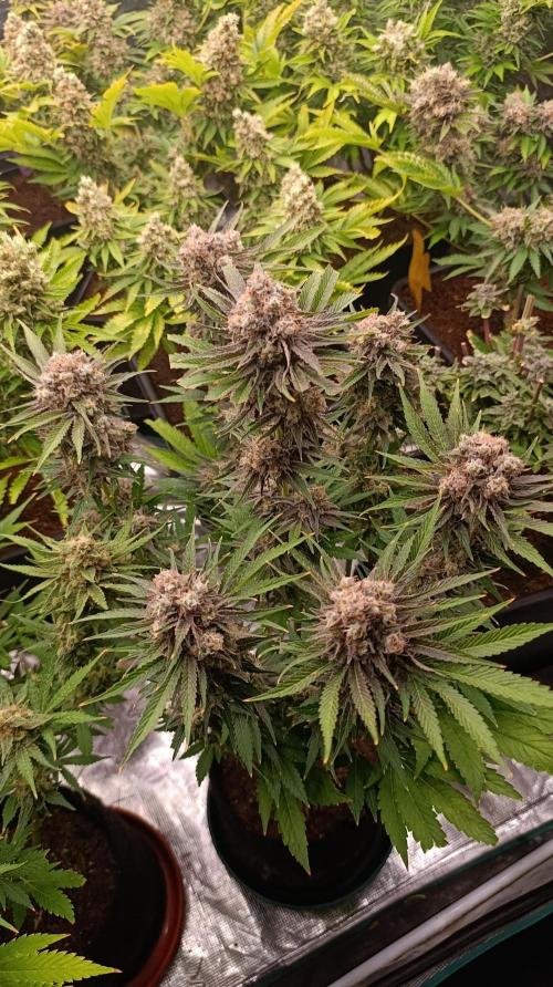 Zingatsu Xpertnutrients. Week 14