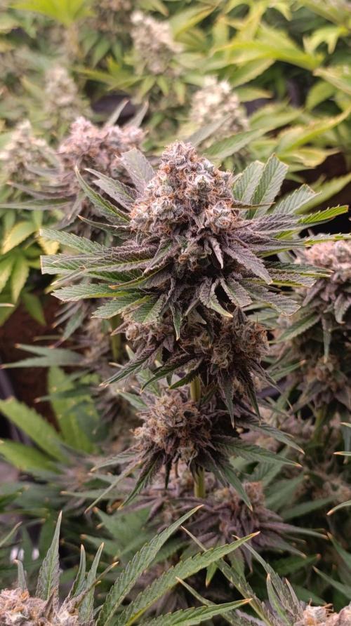 Zingatsu Xpertnutrients. Week 14