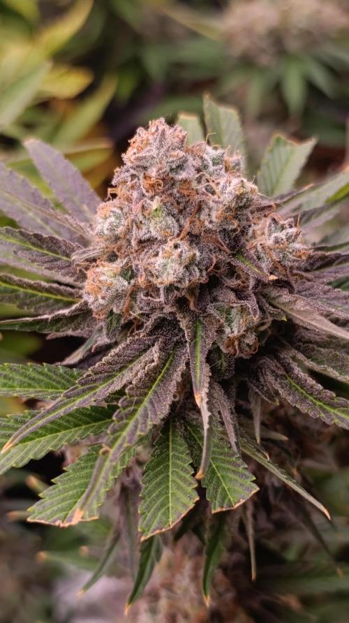 Zingatsu Xpertnutrients. Week 14