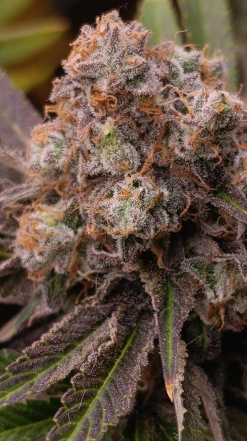 Zingatsu Xpertnutrients. Week 14