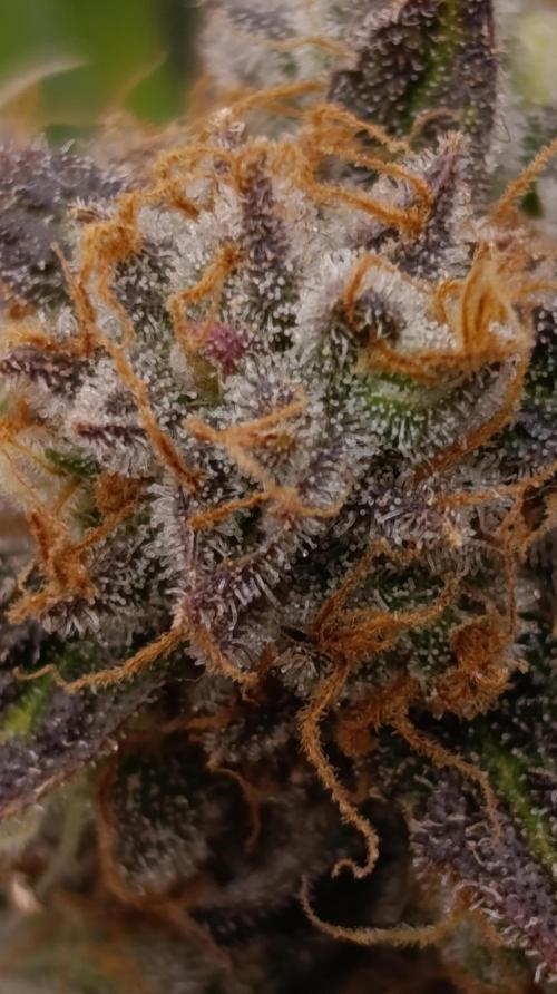 Zingatsu Xpertnutrients. Week 14