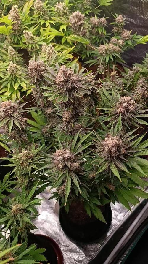 Zingatsu Xpertnutrients