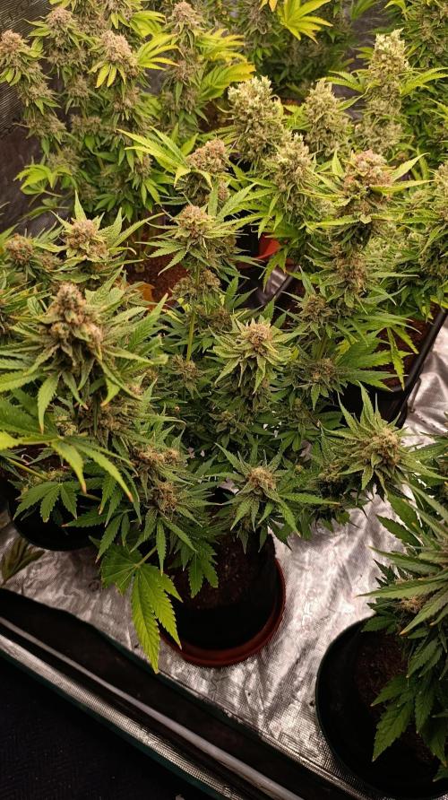 Banana Fumes. Week 14