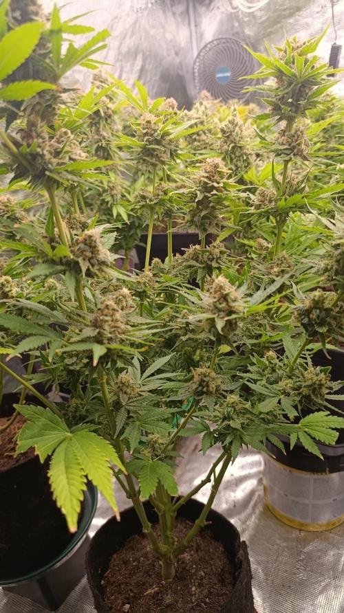 Banana Fumes. Week 14