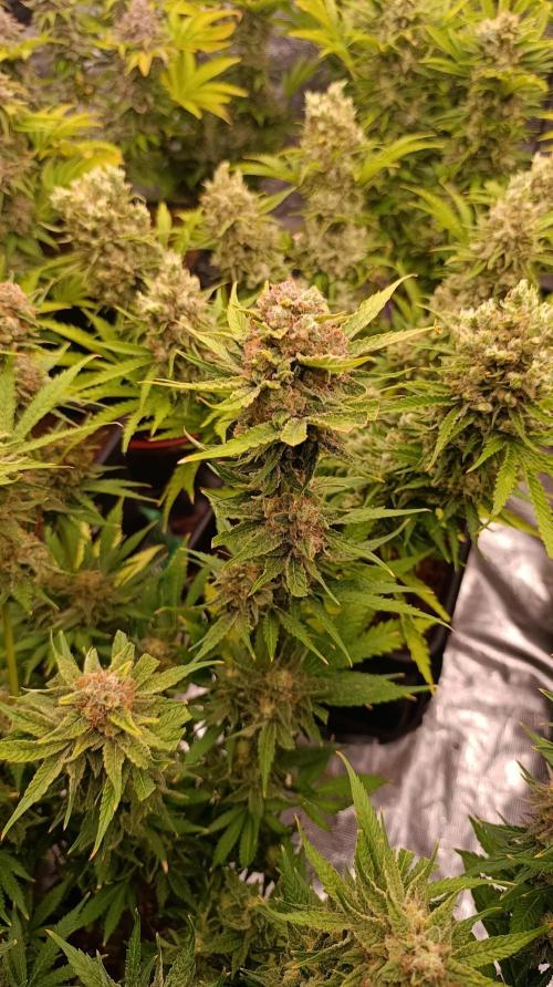 Banana Fumes. Week 14
