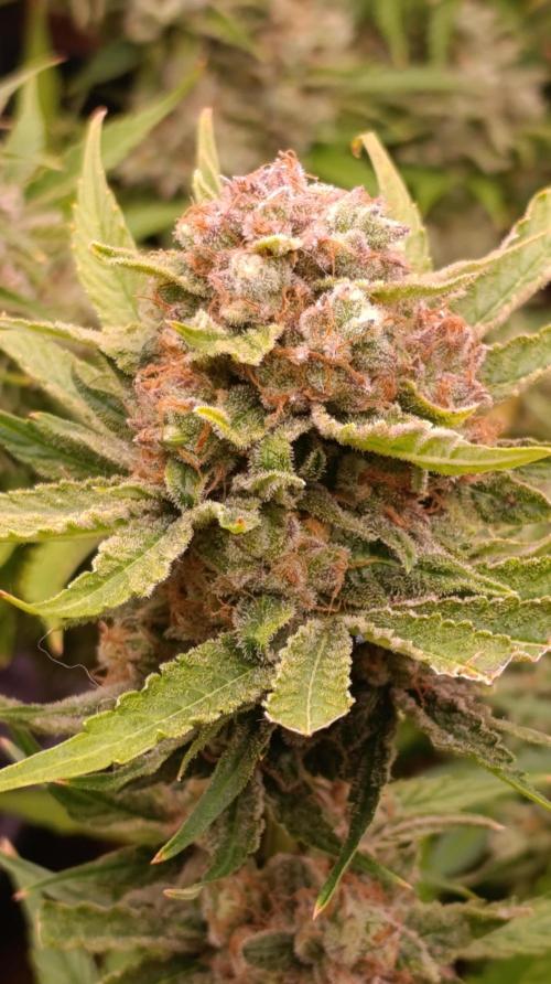 Banana Fumes. Week 14