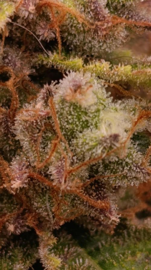 Banana Fumes. Week 14