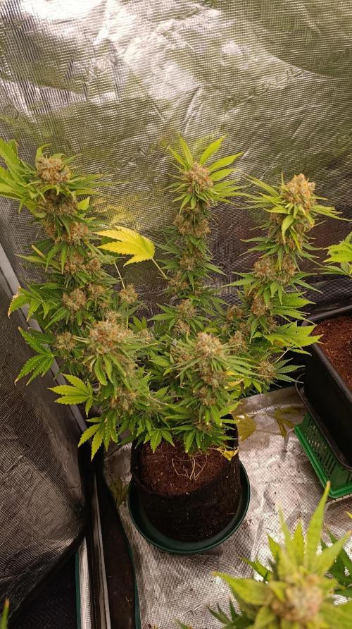 Sundae Driver Marshydro. Week 14