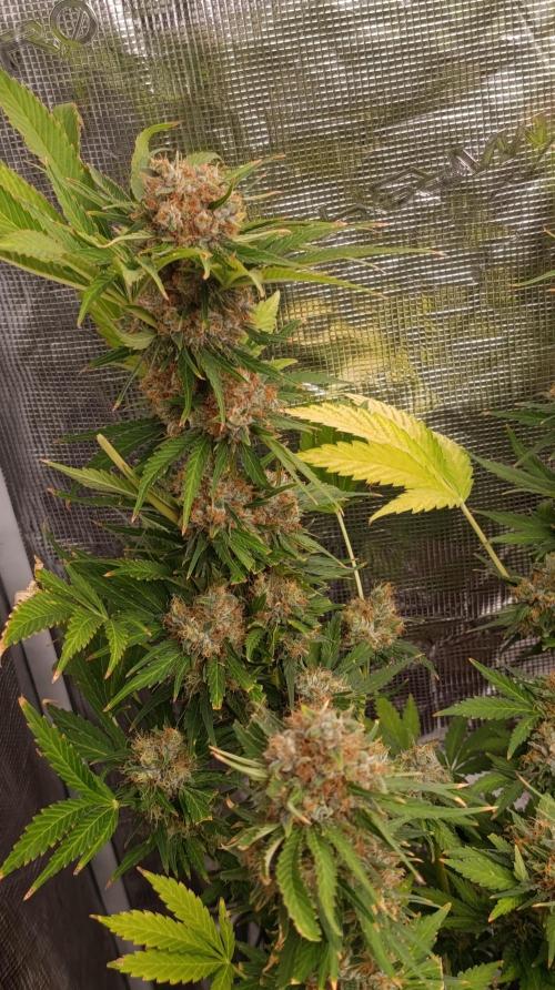 Sundae Driver Marshydro. Week 14