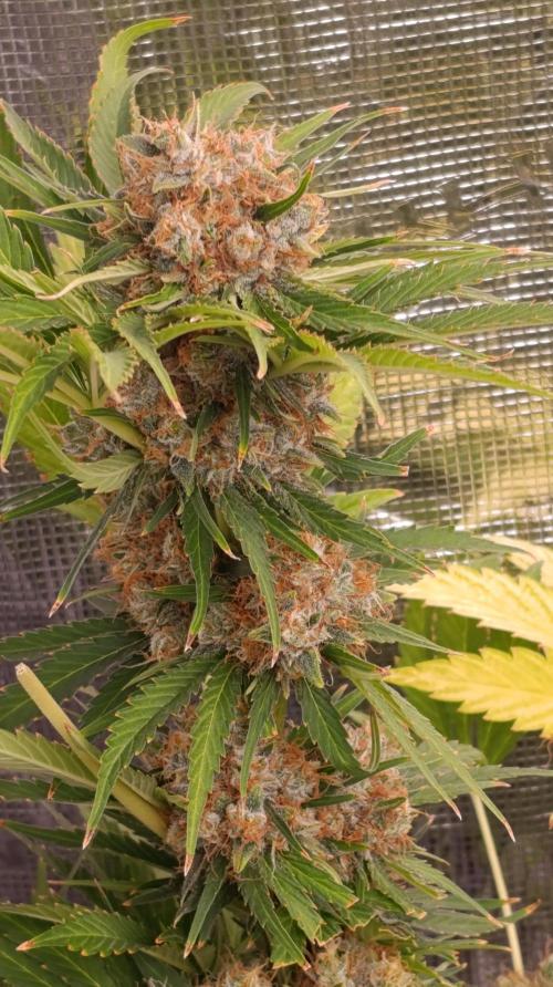 Sundae Driver Marshydro. Week 14