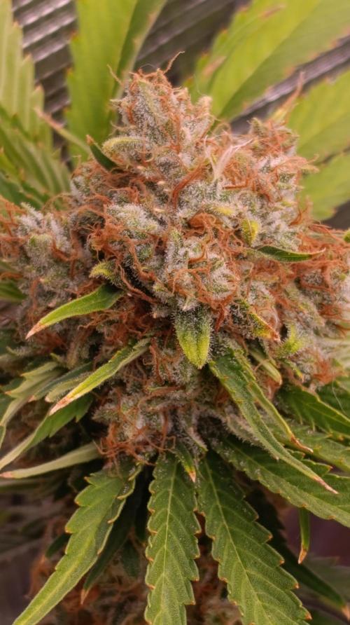 Sundae Driver Marshydro. Week 14