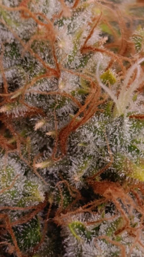 Sundae Driver Marshydro. Week 14