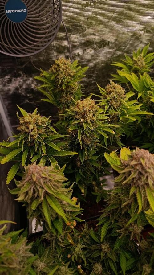 Grape Ape Marshydro. Week 15