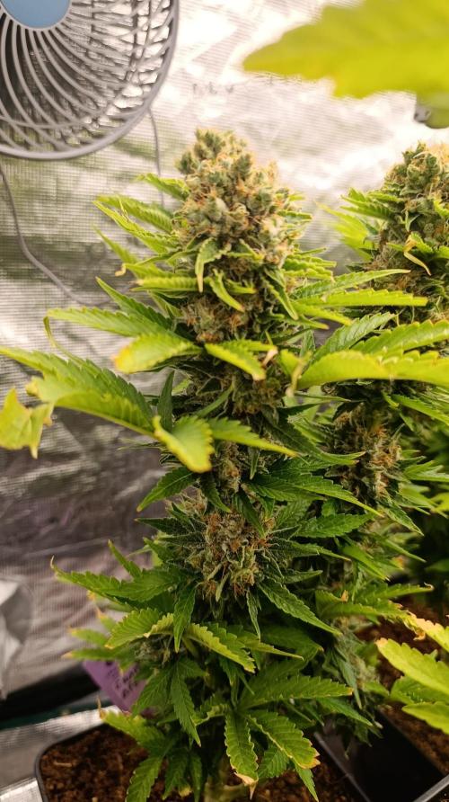Grape Ape Marshydro. Week 15
