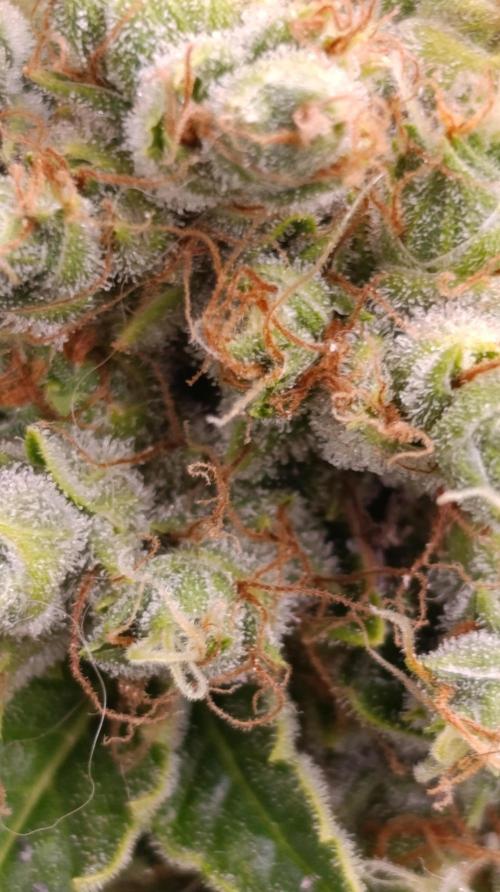 Grape Ape Marshydro. Week 15