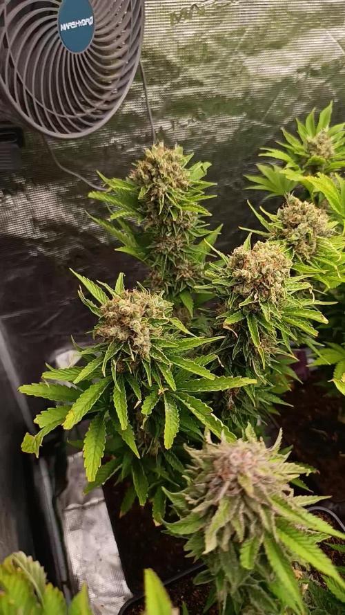 Grape Ape Marshydro
