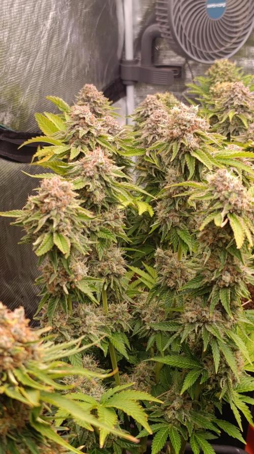 Isla Mirage Xpertnutrients. Week 15