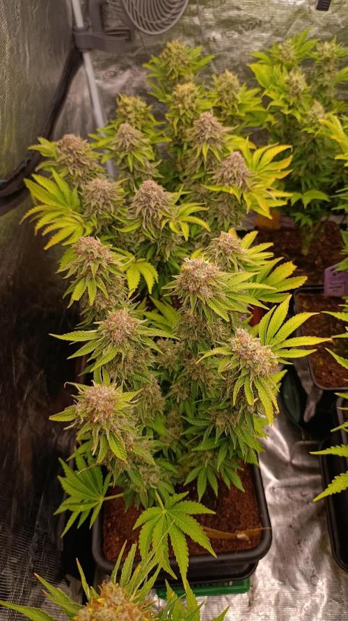 Isla Mirage Xpertnutrients. Week 15
