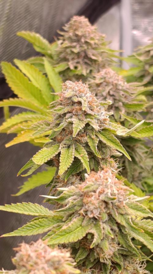 Isla Mirage Xpertnutrients. Week 15