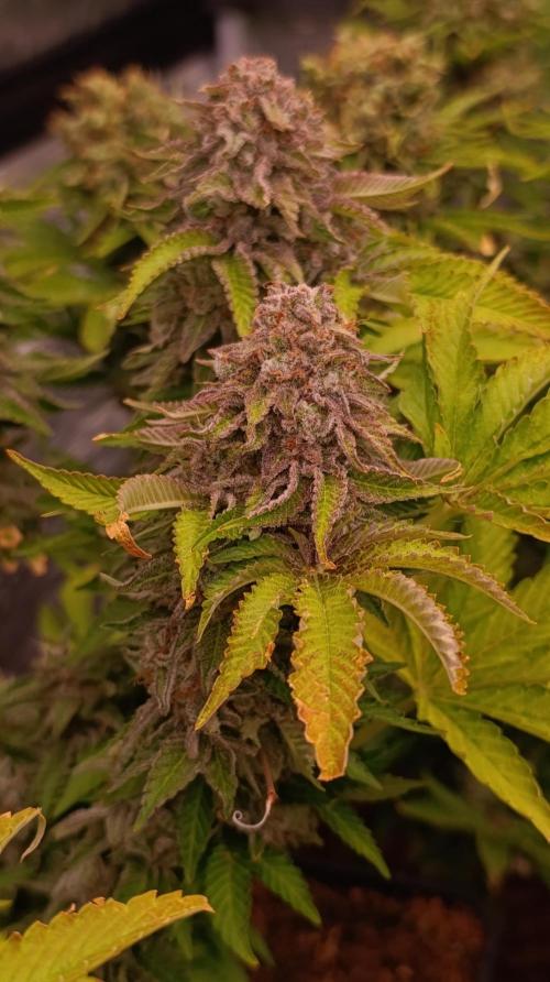 Isla Mirage Xpertnutrients. Week 15
